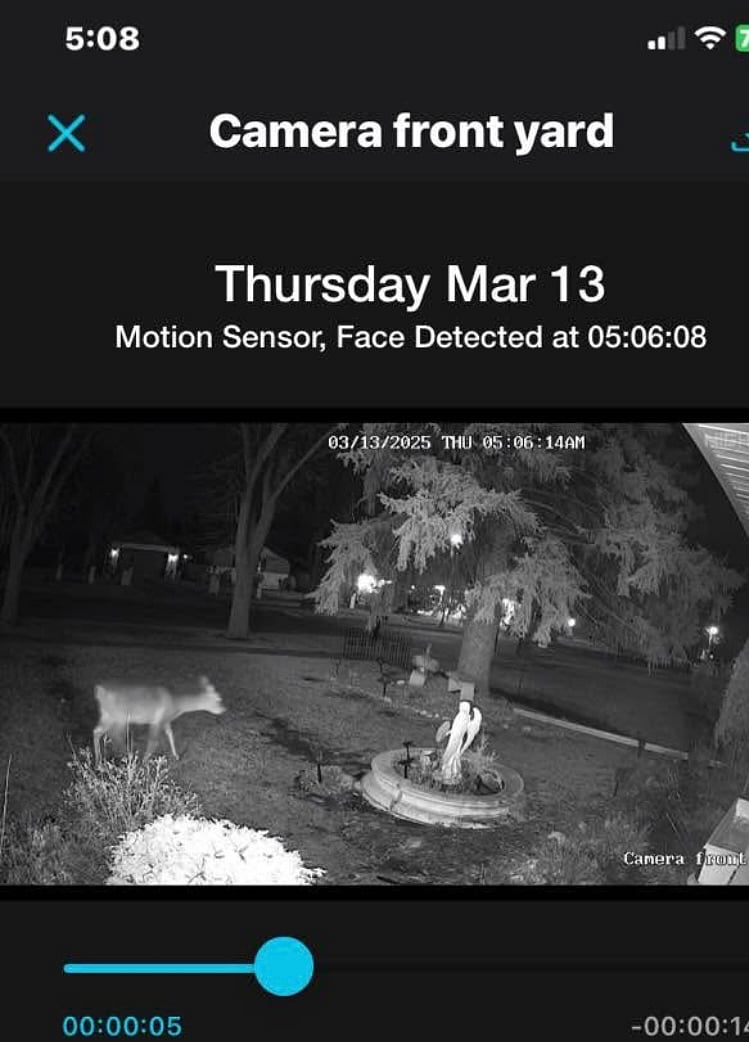 One of the outside security camera in front, caught a nice little visitor in town .