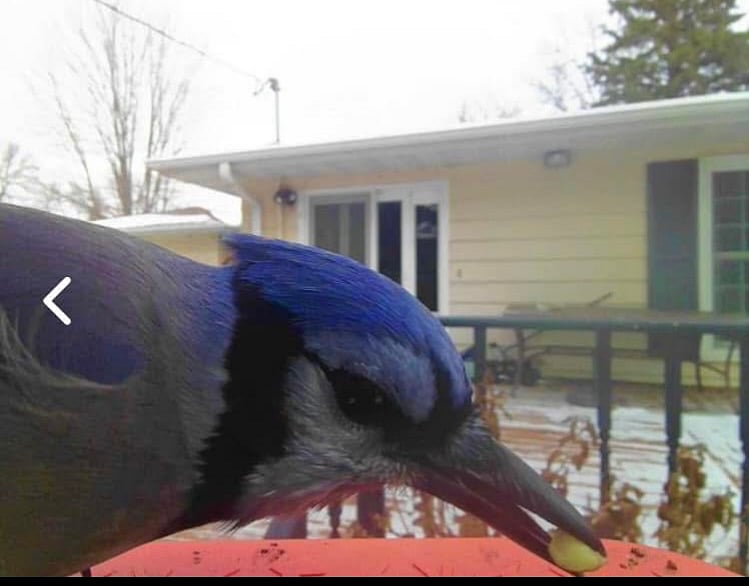 Rare Beautiful birds in my back yard, I am in town.