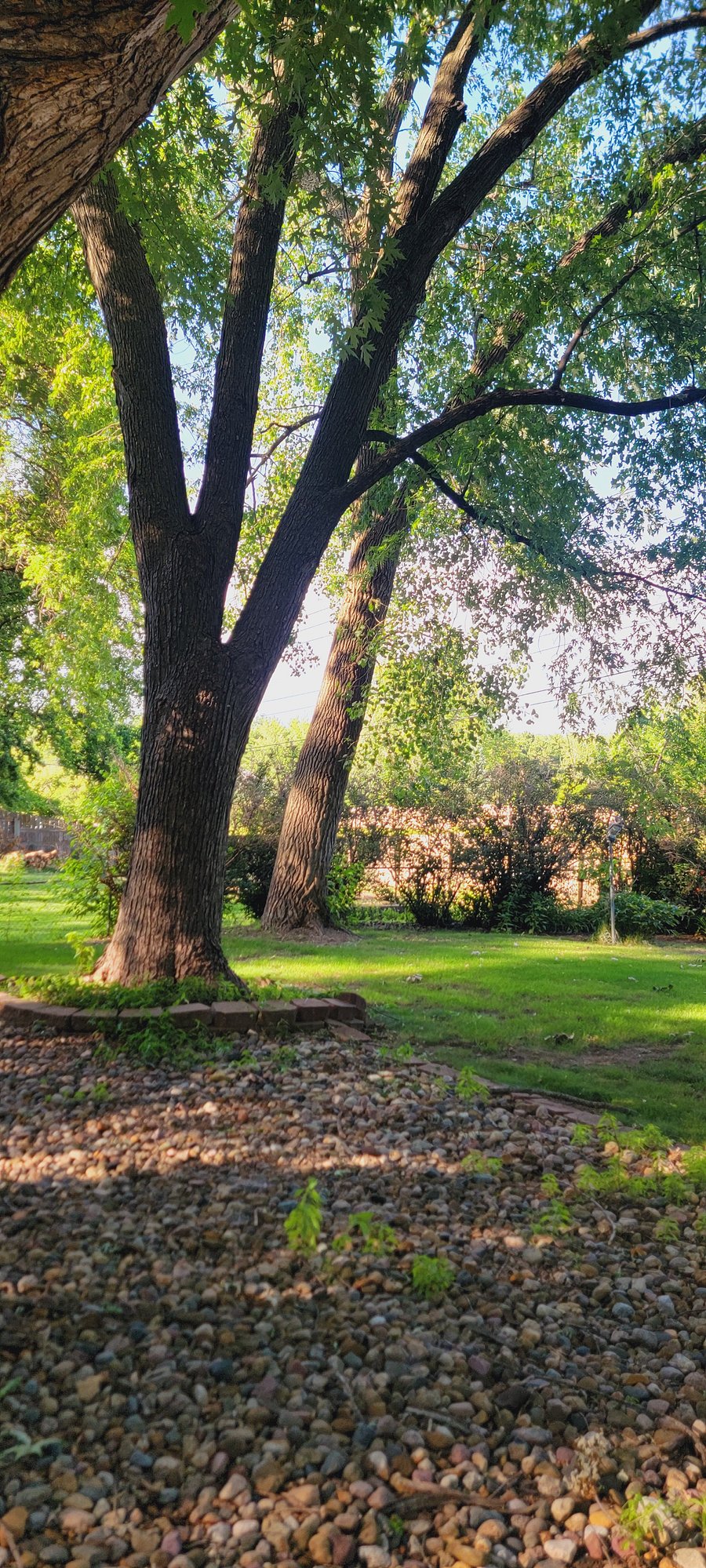 View of the back yard