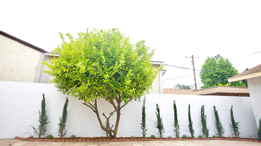 Backyard