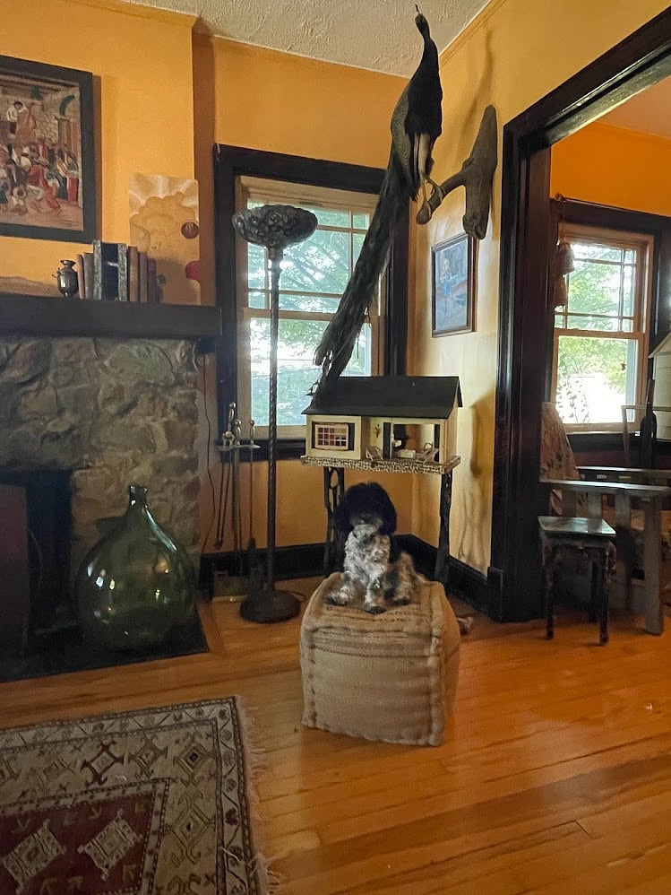 Living room with Smidge, age 3, 11 lbs--completely non-shedding! She will want to be your friend.