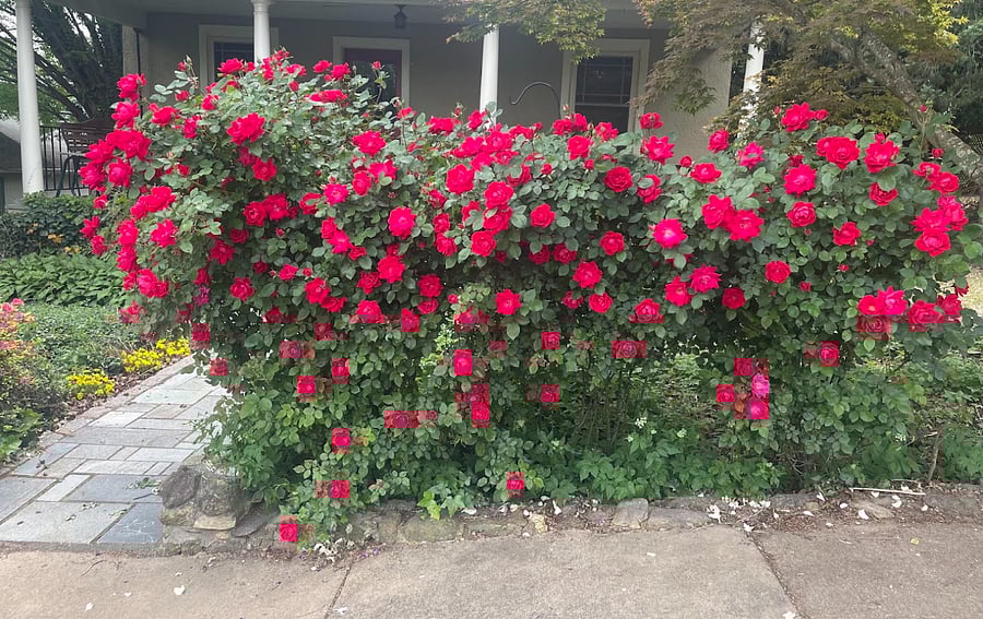 Out front, bordering the sidewalk, is this rose hedge, which blooms May-October.