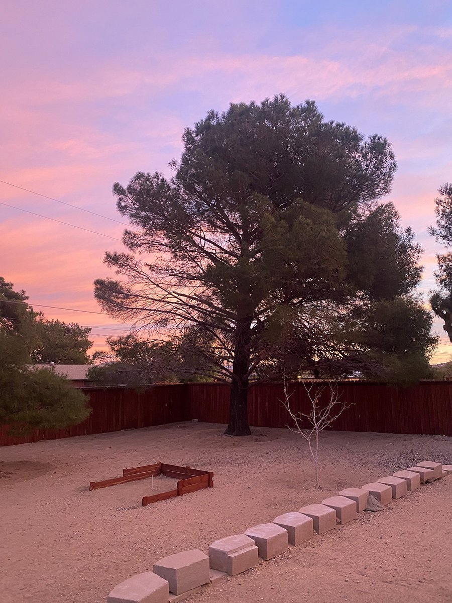 Backyard pine trees
