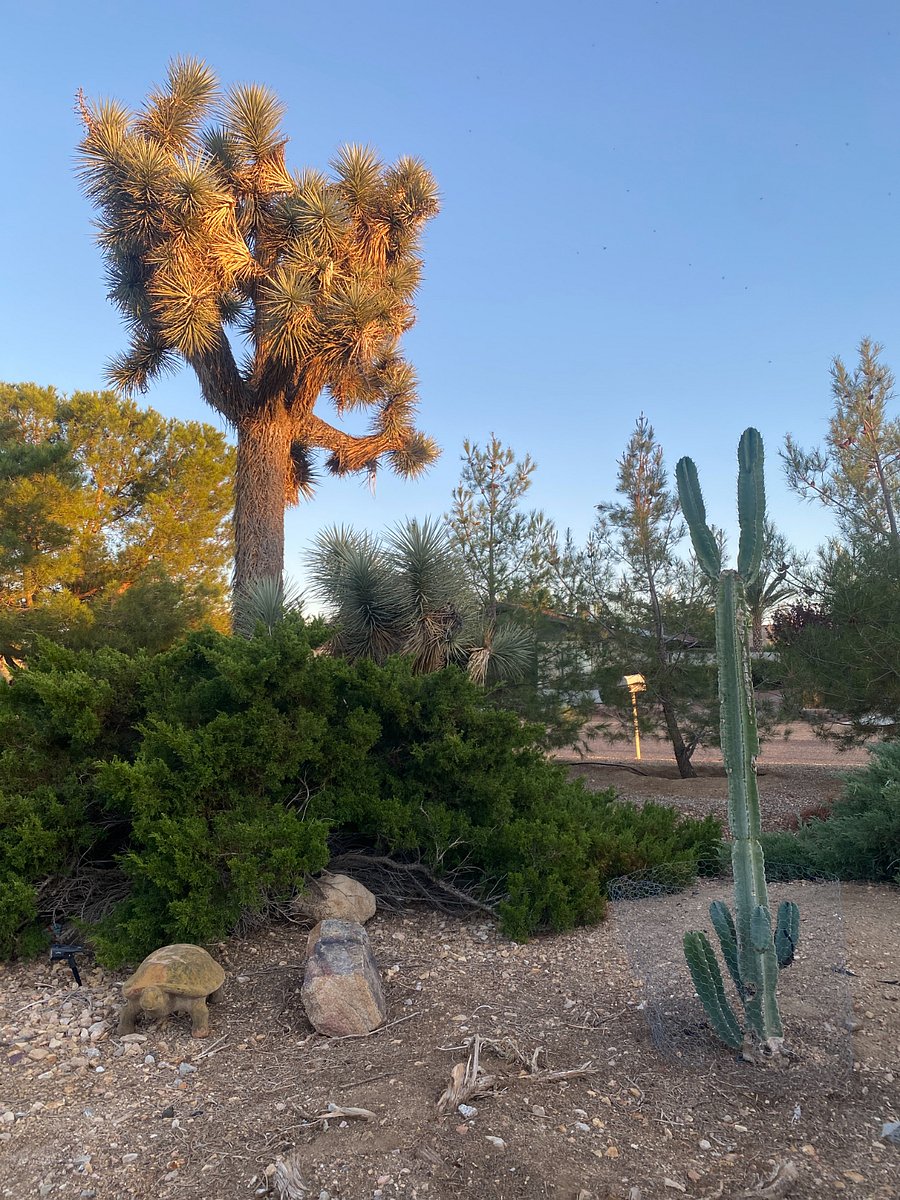 Privacy landscape and Joshua tree in the front yard