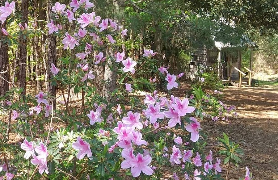 In April, azaleas line the driveway to the cabin.