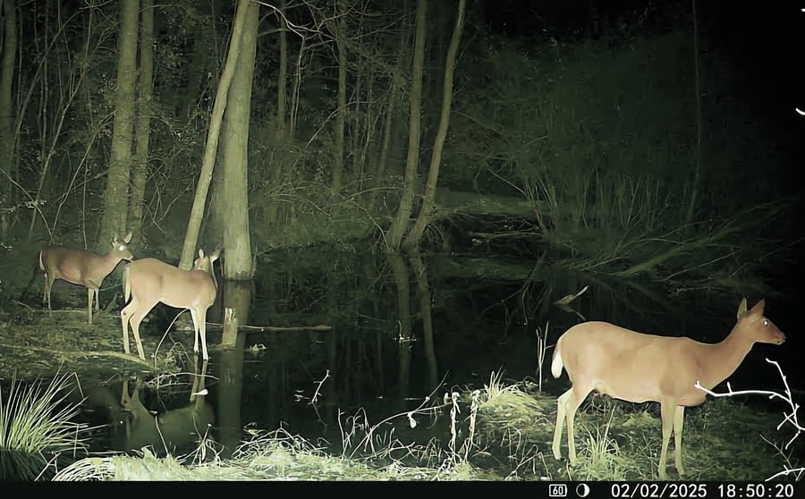 These ladies are regular visitors to our North Pond. We hope our trailcams catch them with fawns this year