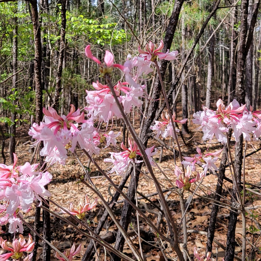 Beautiful native azaleas bloom each March, on property and nearby Kisatchie National Forest.