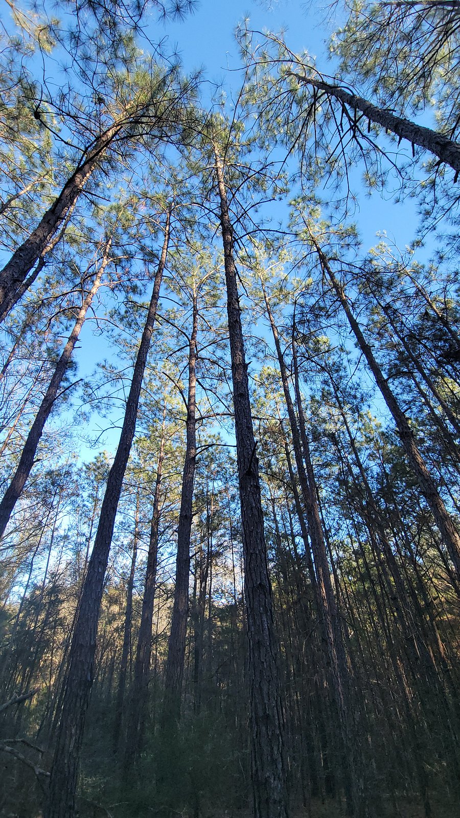 Walk through glorious pines, plus oaks, magnolias and more on our 11 acres.