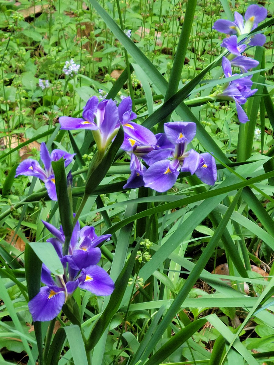May brings the native Louisiana irises.