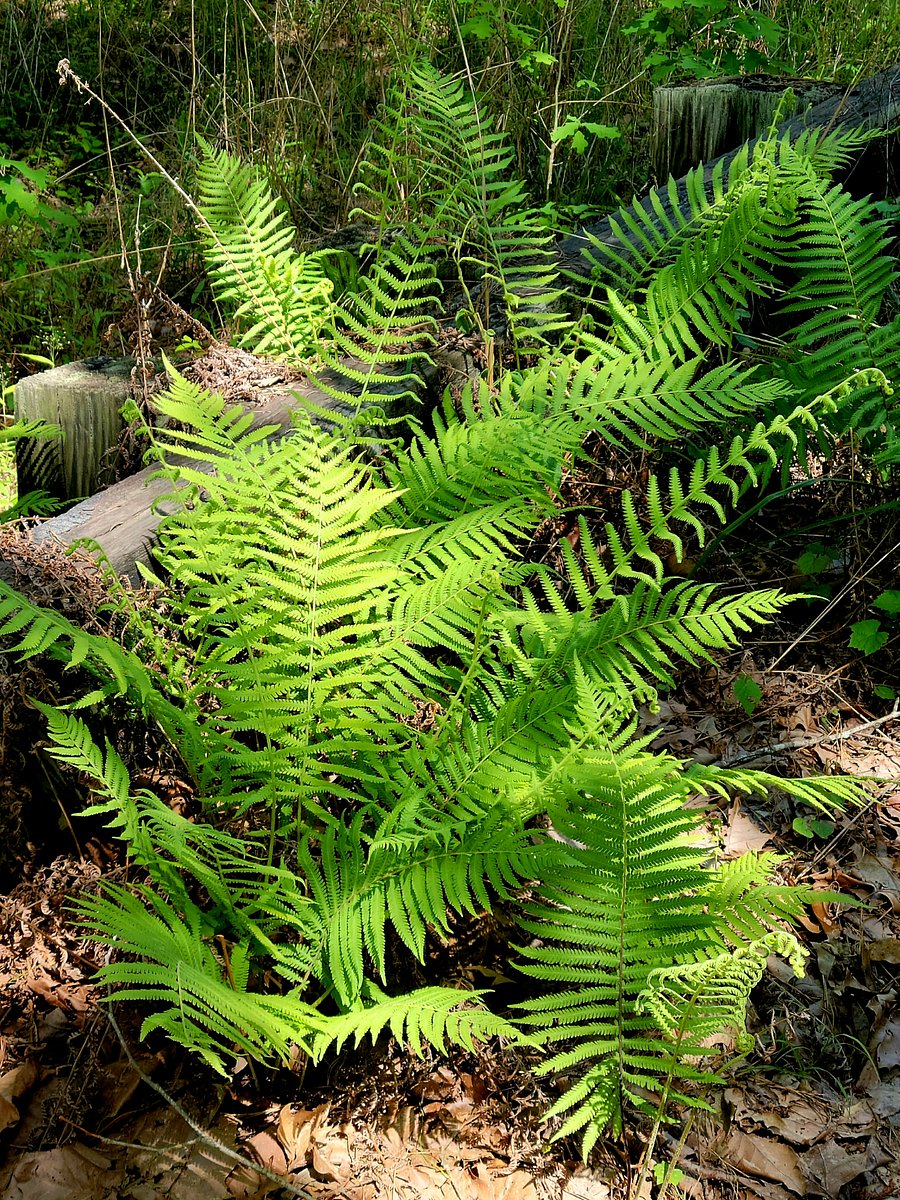 Each summer the ferns flourish.