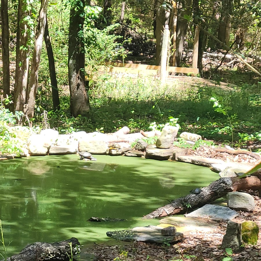 The deck is a great place to watch the turtles. How many do you see in this photo?