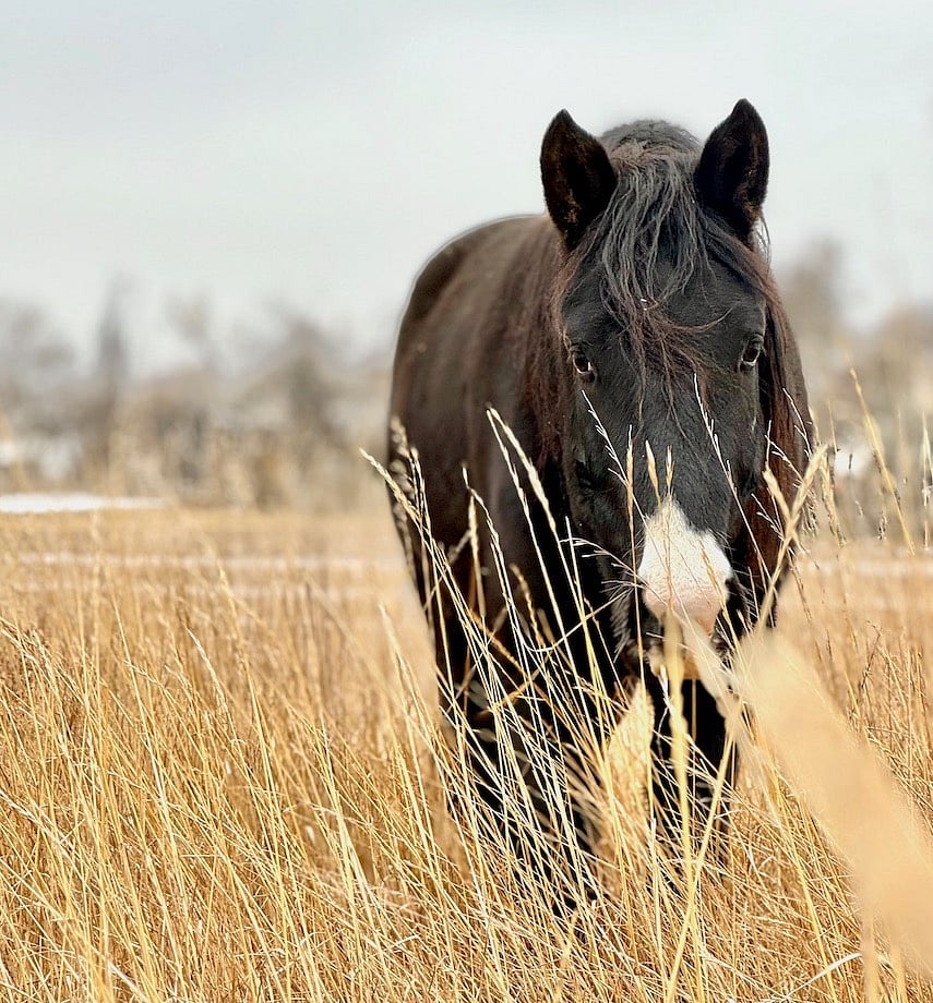 Meet Hawthorn! Our Warm Springs Nation orphan adoptee. He would lick your hand for days if there's no grass to graze.
