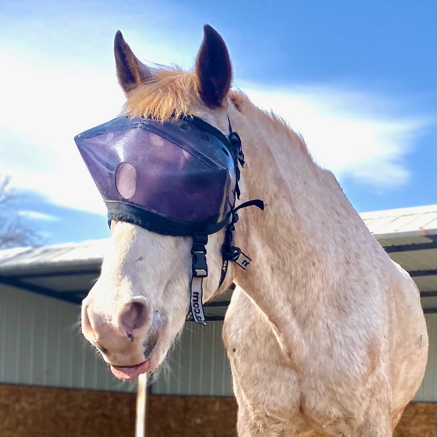 Meet Tico! Now largely blind, Tico is an adopted Search & Rescue Scent Detection star. One of the best in the world, he saved people + pets in the Oregon back country before enjoying a full retirement with us.
