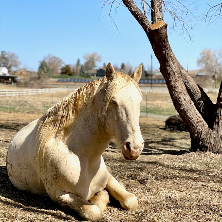 River hails from the South Steens BLM herd management area and mentors young horses in the ways of calm, measured, and clear leadership.