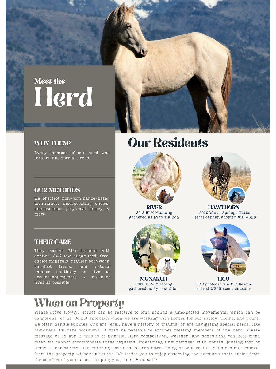 While we often welcome other horses on property at transitional times in their lives, these four comprise our resident rescue herd.