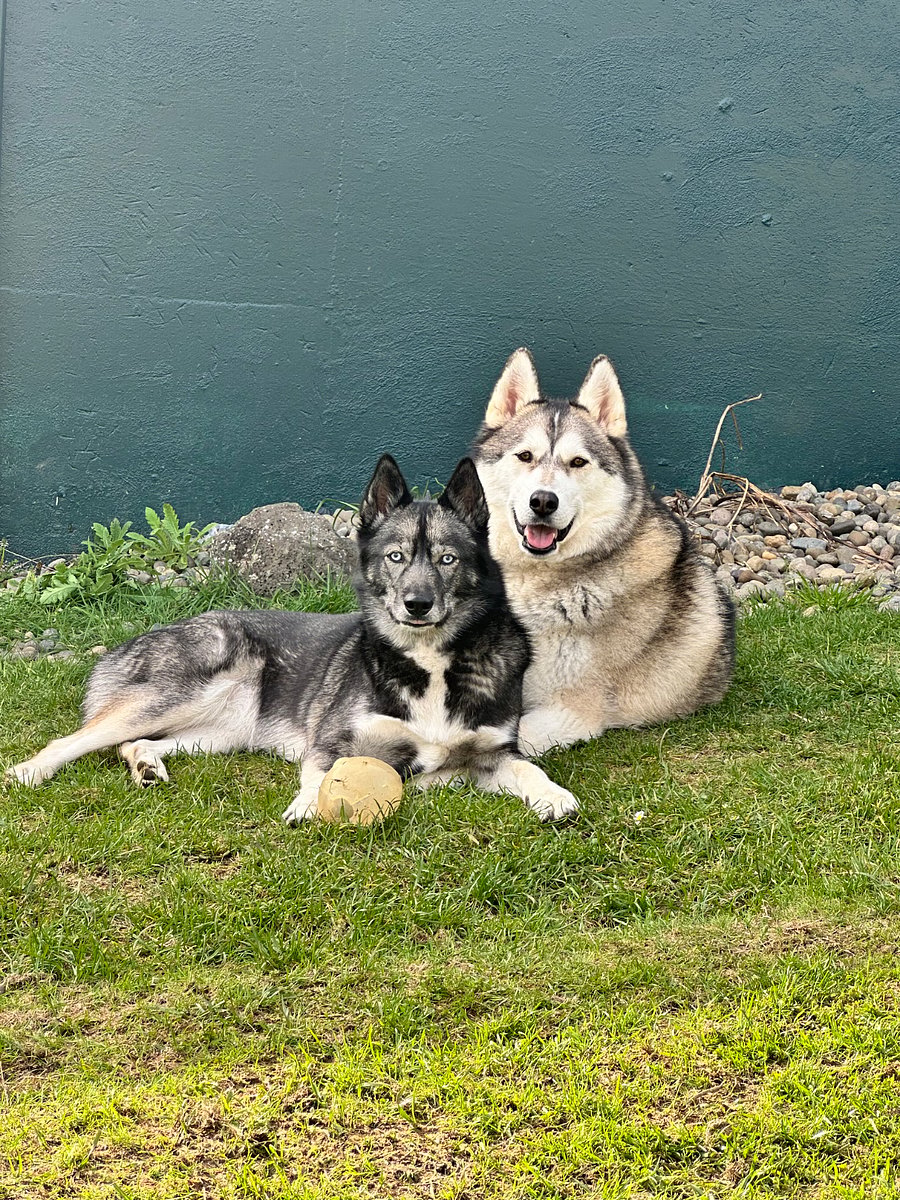 Our beautiful doggos Juniper (left) and Odin (right)
