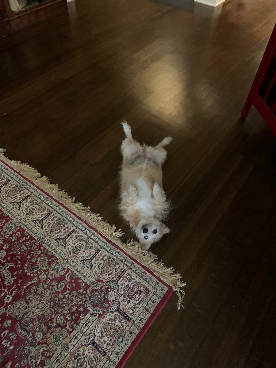 Resident guard dog - Roxie
