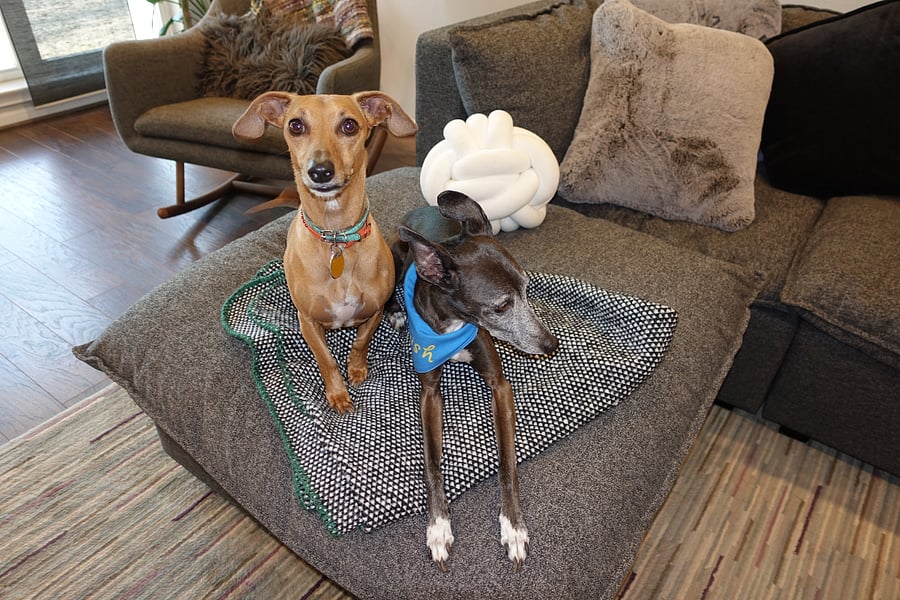 Tilda & Luna, sweet girls. Probably will bark for five minutes when you meet, but they get over it very fast.