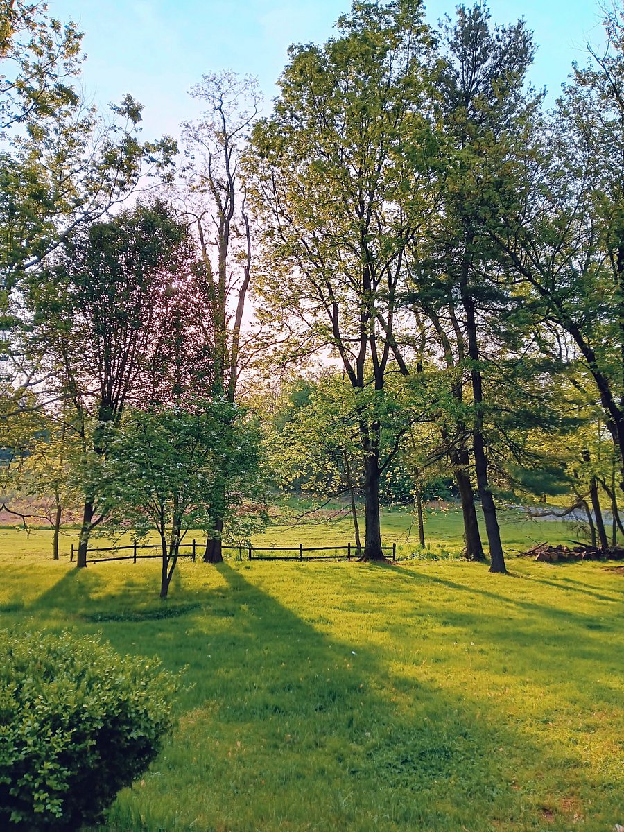 View from the patio