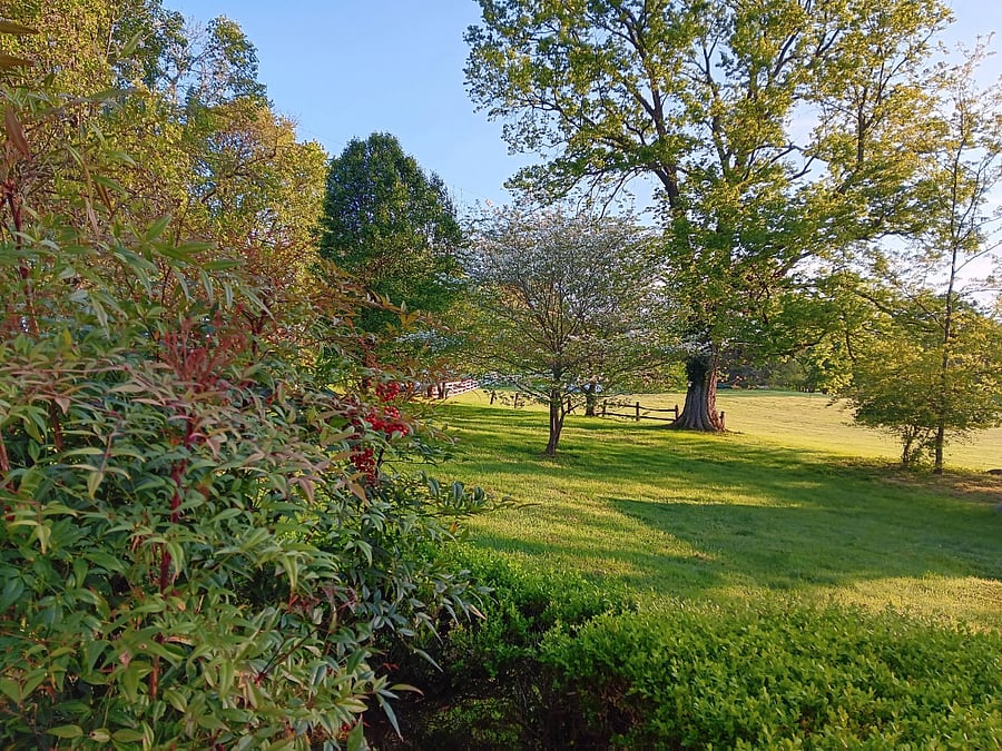 Side yard