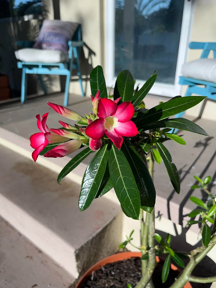 Devil Rose Bloomed on Property