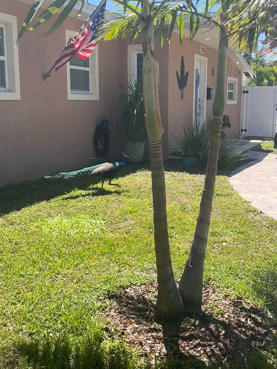 Friendly Peacock Visiting our Neighbors