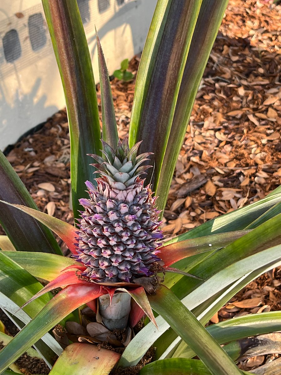 Homegrown Pineapple Plants on the Property