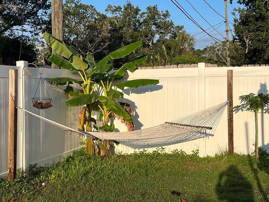 Fenced in Yard with Hammock next to Banana Trees