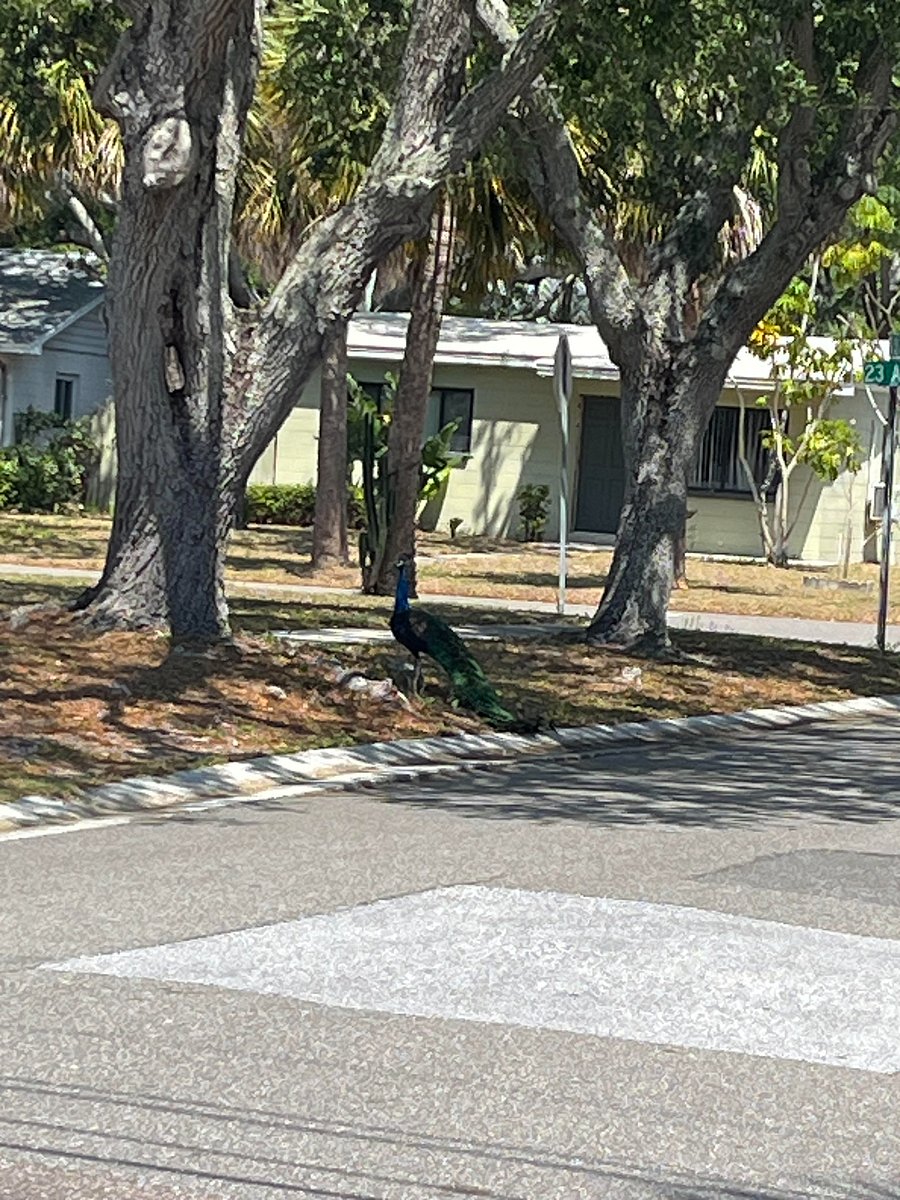 Friendly Peacock on Property