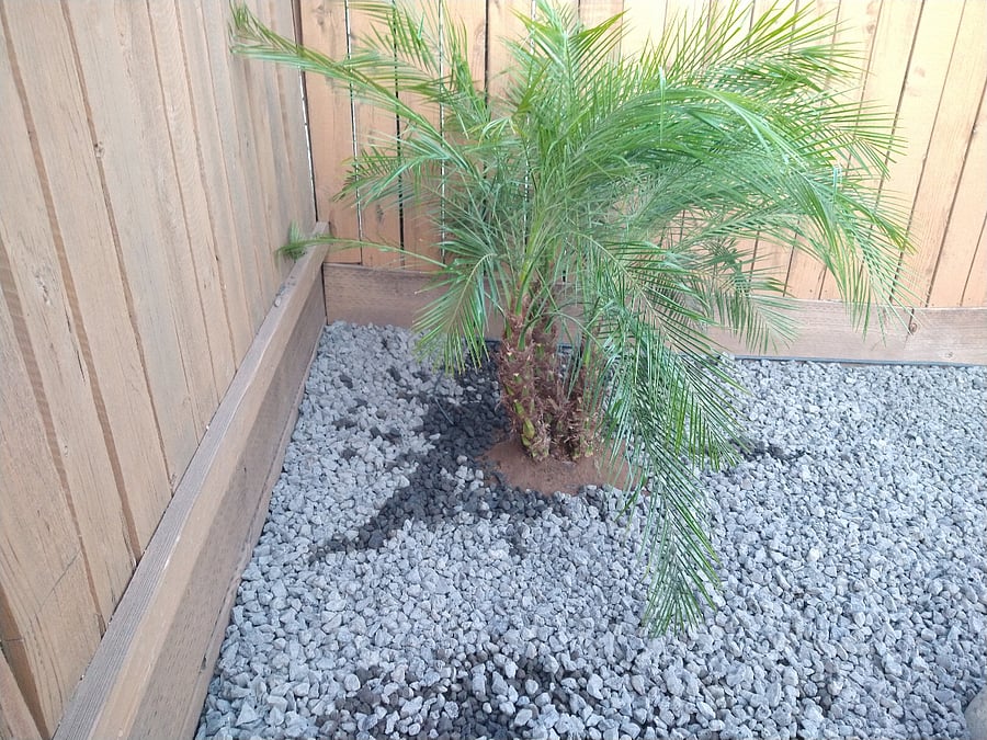Palm.tree in back yard