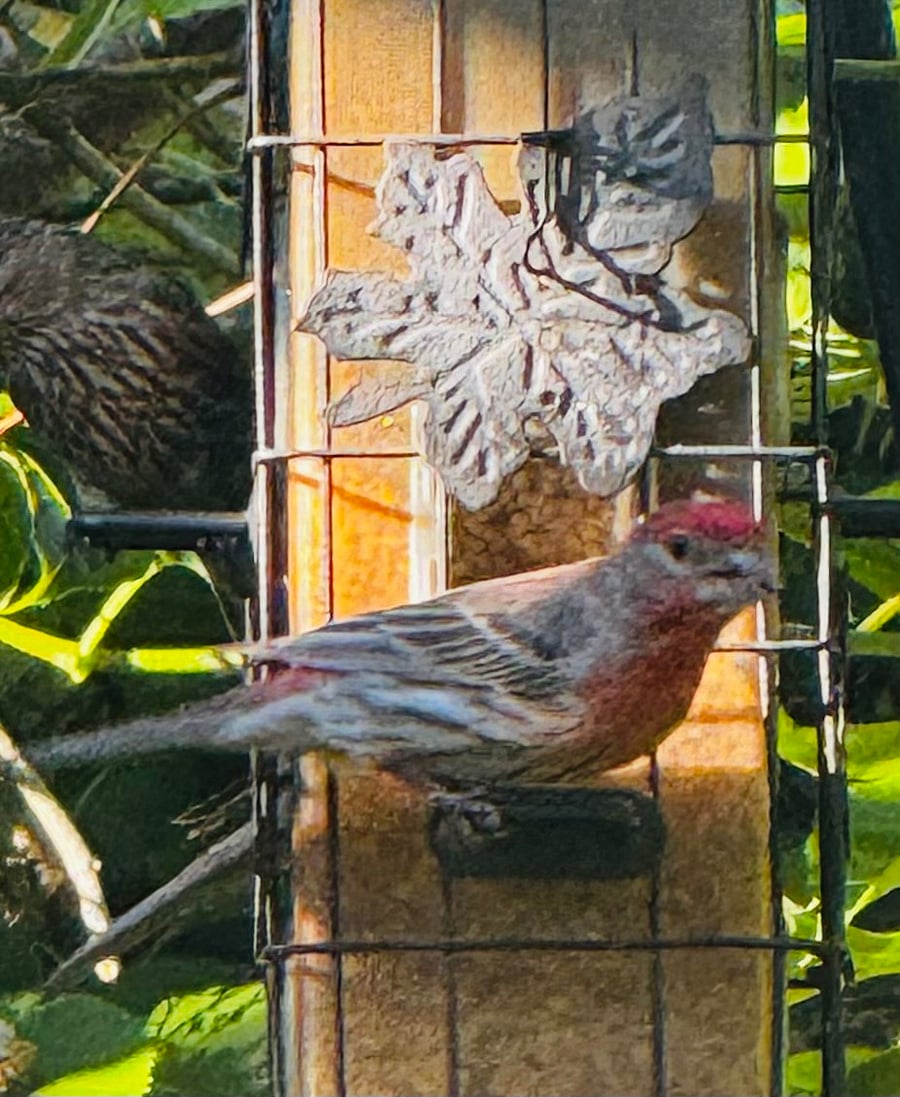Furnished Finder property 846167_1 photo 8