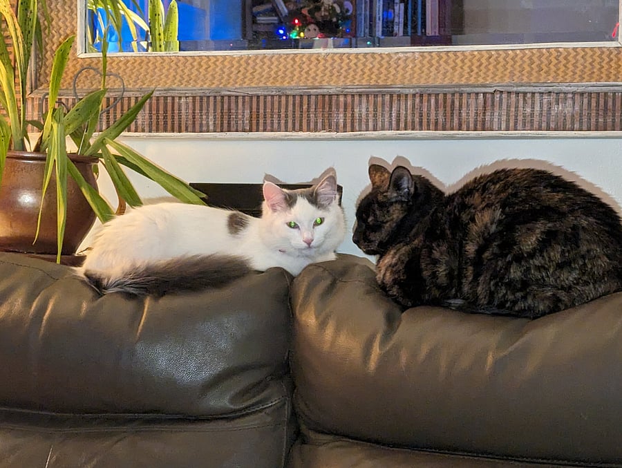 This is Luna and Pearl. They are two out of the three cats that live here!