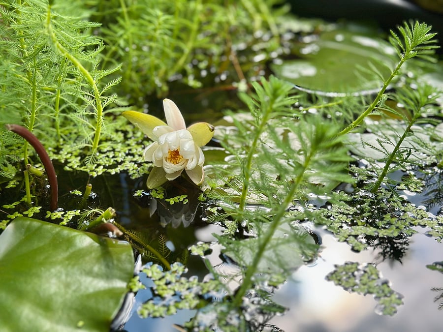 Stop by and say hello to the goldfish in the pond!