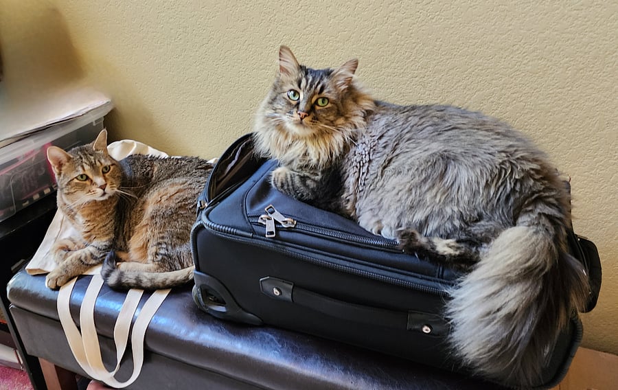 Simba and Spookie, aka "the boys"