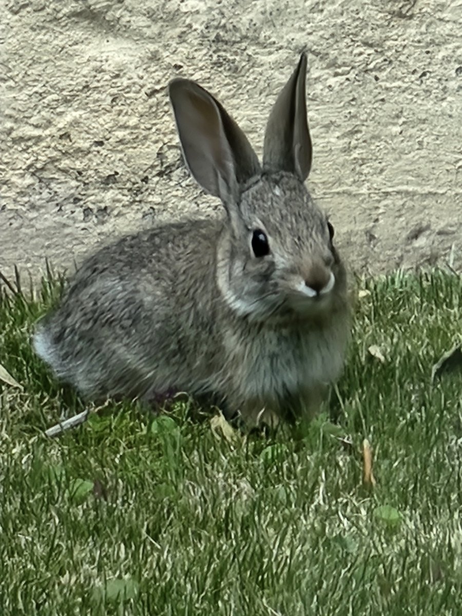 Lots of quail and wild bunnies in the neighborhood