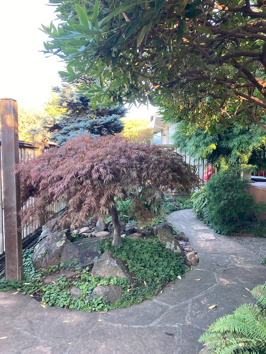 Maple tree at the front gate.
