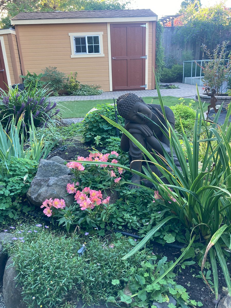 Backyard Buddha