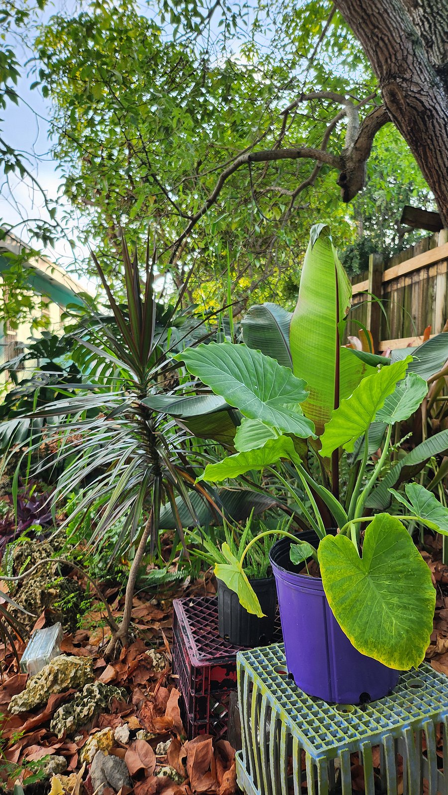 Close up of backyard garden