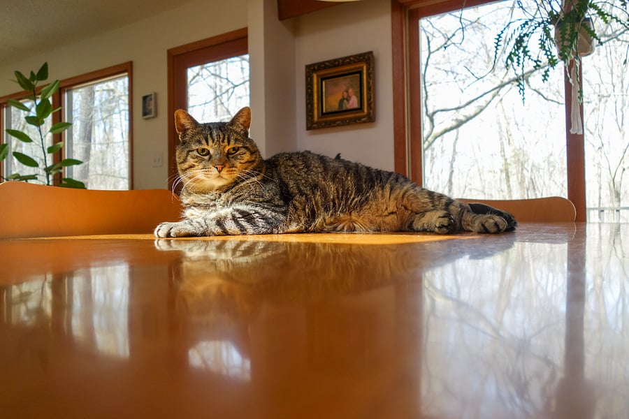Sebastian is almost 13 years old; he is beautiful, but cranky.  You must be a cat person to live here!