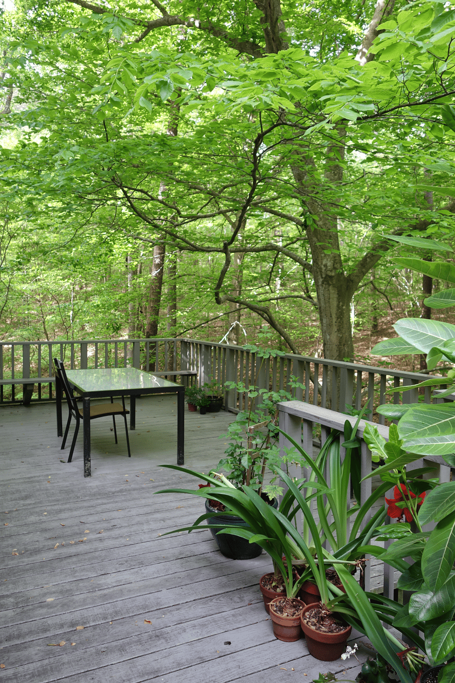 Another view of the porch.  There is a creek that can be seen, as well as many species of birds and other wildlife.