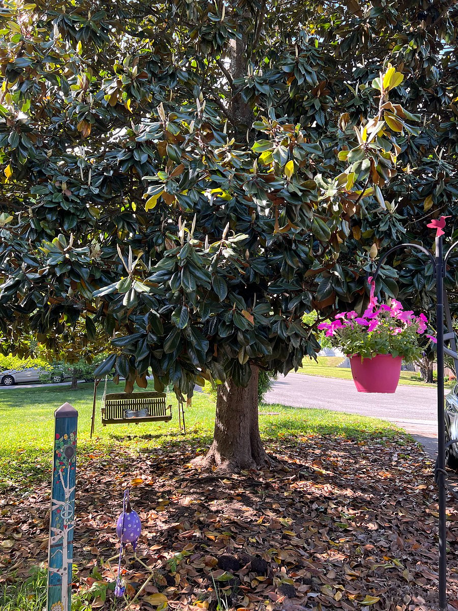 View from front porch and sidewalk. The massive magnolia tree smells wonderful.