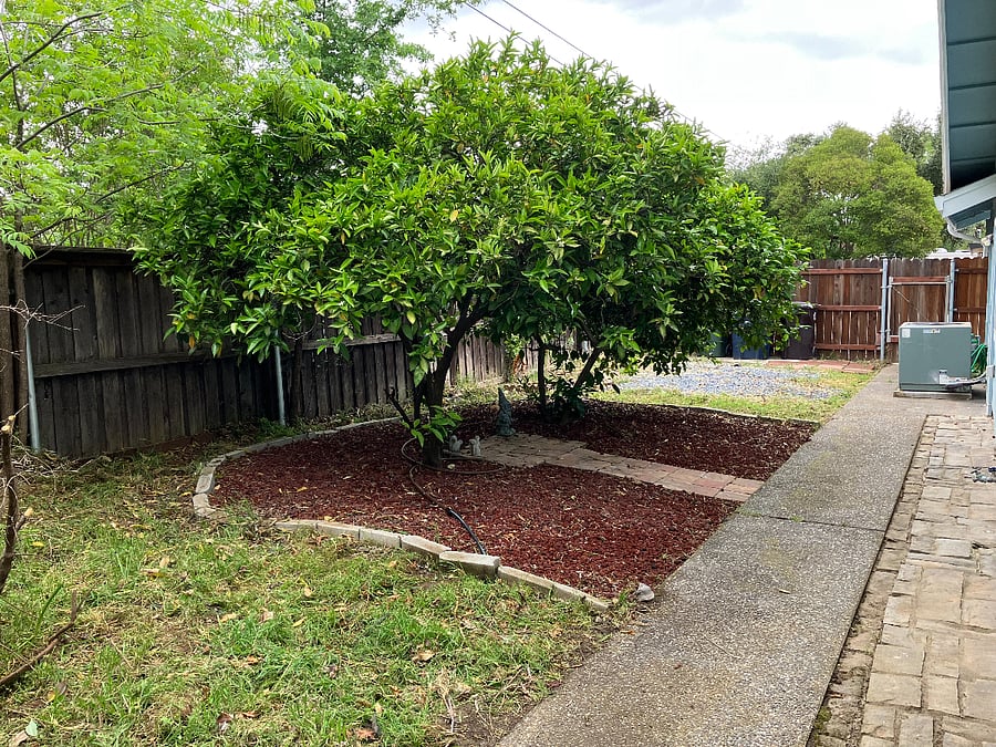 Private walkway, orange and lemon trees