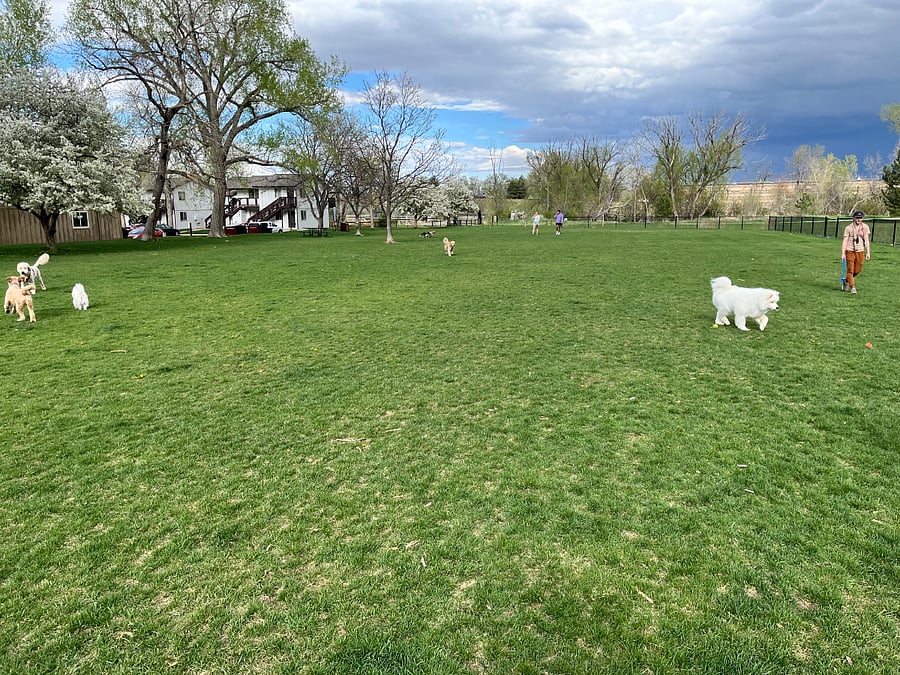Howard Heuston Park, perfect place to play with your furry friends and meet locals