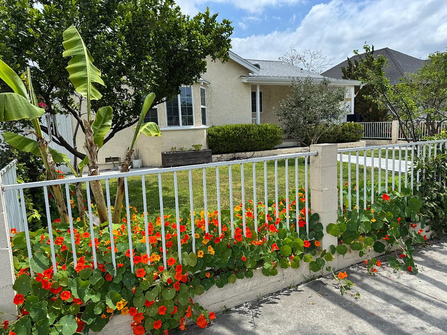 Front yard fully gated in with flowers, fruit trees (grapefruit, mexican lime, mango, banana, pomegranate, apricot, and persimmon) Not shared with anyone- your own private front yard to enjoy.
