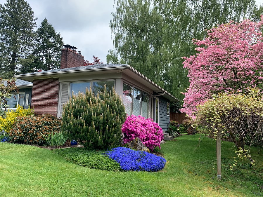 Springtime bloomage. View of living room windows from front yard.