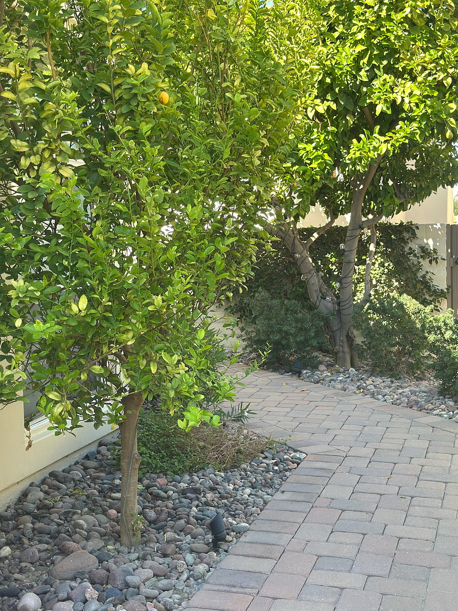 Lemon and lime trees in front entryway courtyard.