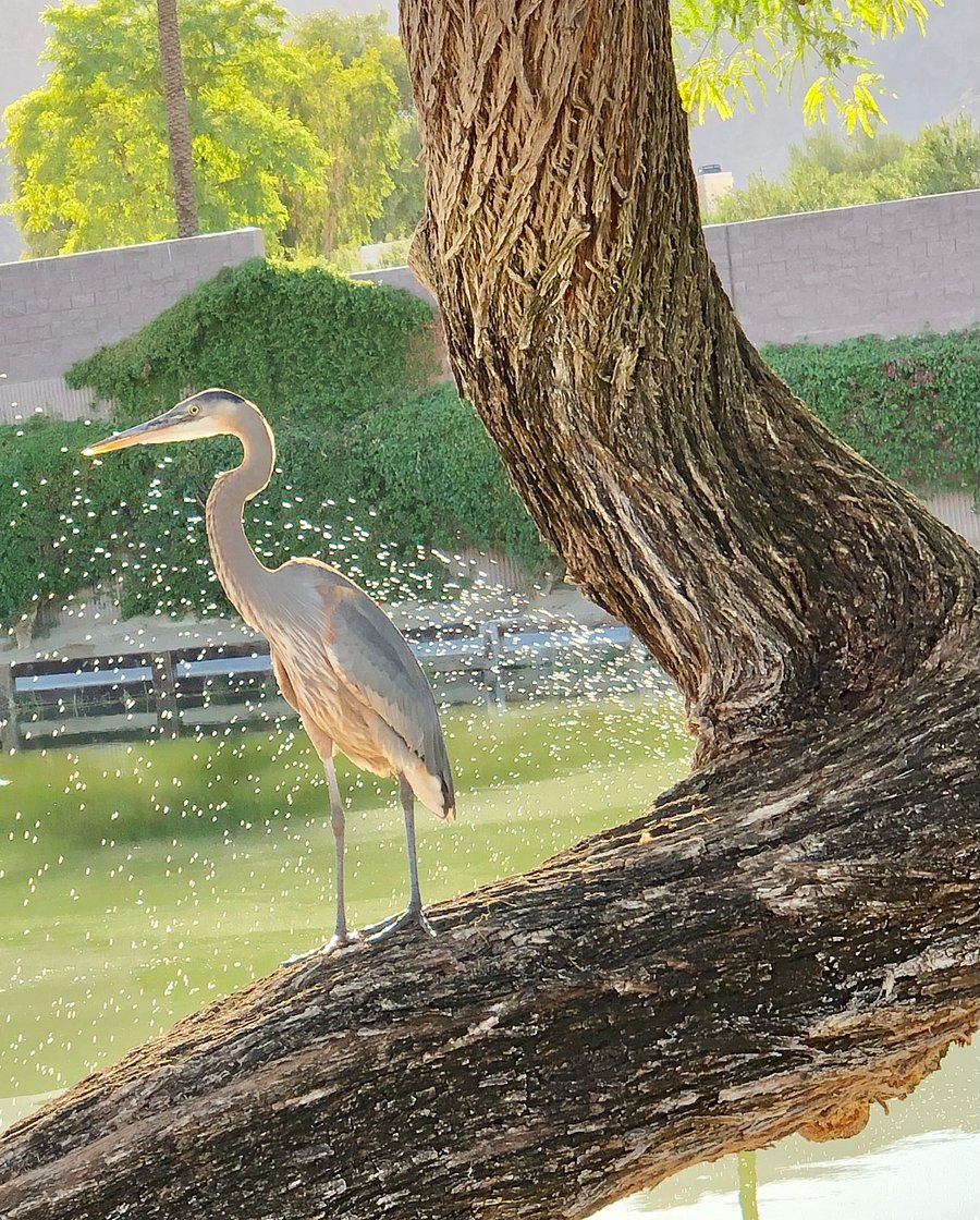 Nature in the neighborhood