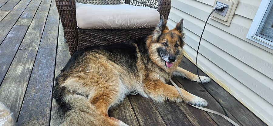 Hi I'm Hans, the House Pup. I'm an easygoing guy. I love to be petted, so if you need some stress relief after work, I'll be here!
