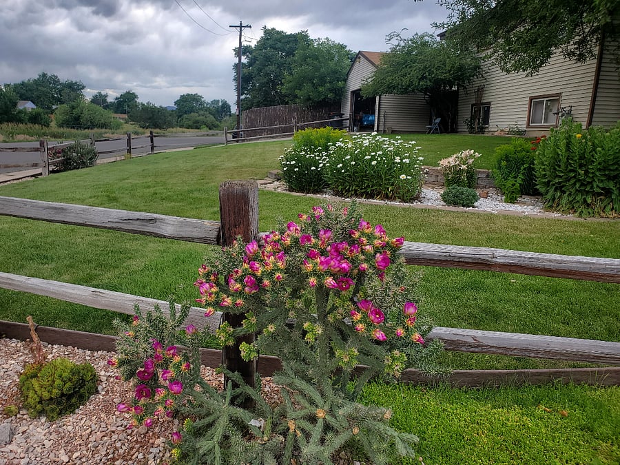 Succulent and flower gardens across from the gulch park