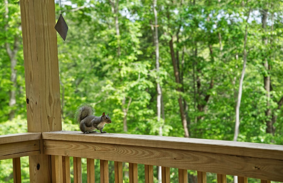 Back porch